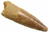 Juvenile Fossil Spinosaurus Tooth - Real Dinosaur Tooth #354814-1
